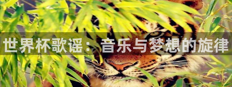 世预赛直播:世界杯歌谣:音乐与梦想的旋律