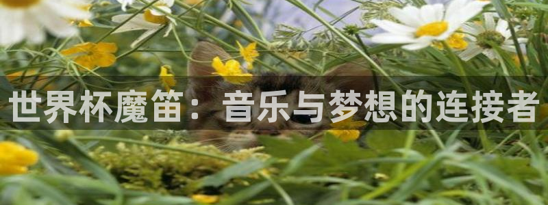 足球世界杯时间:世界杯魔笛:音乐与梦想的连接者